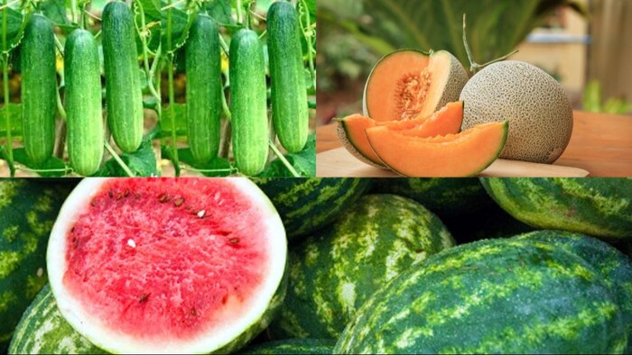 जायद के मौसम में उगाई जाती है ये फसल