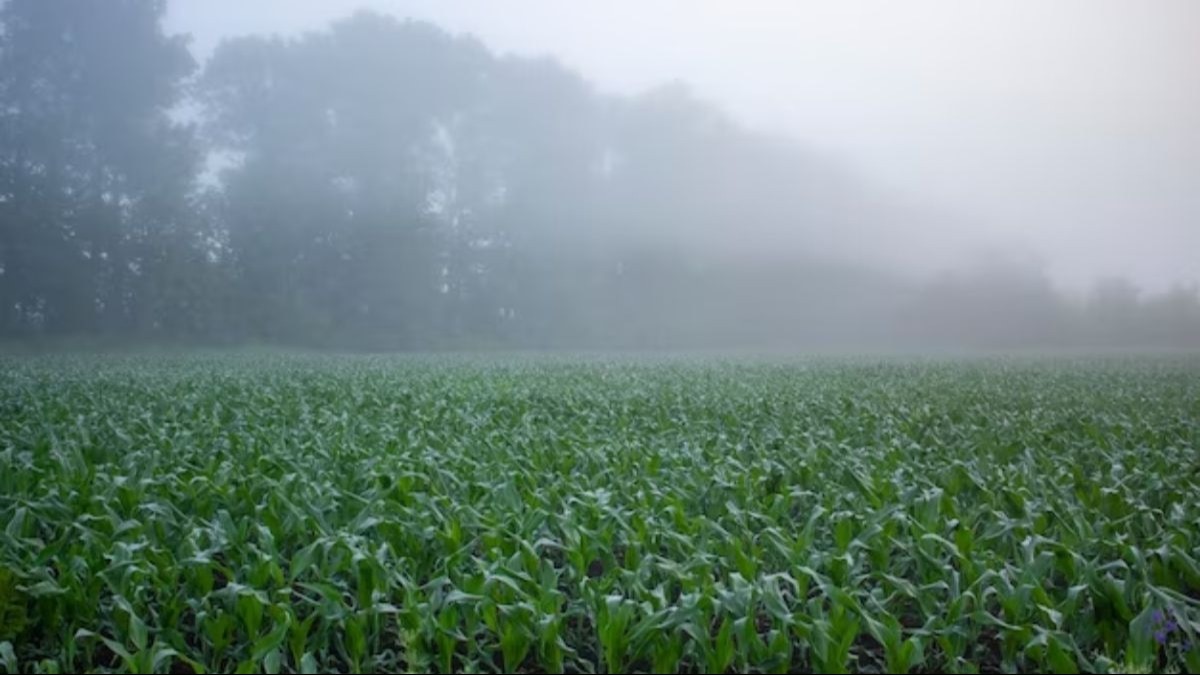 Crop Protection in Winter