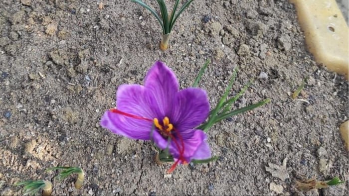 Saffron Plant Flower