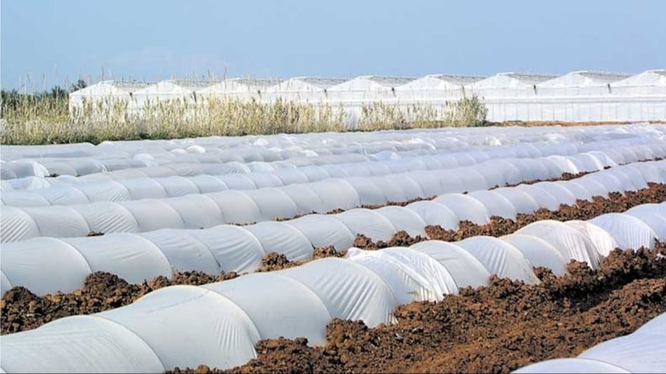 ठंड और पाले से मर सकते हैं नए पौधे, बचाव का आसान तरीका जानें - New plants can die due to cold and frost know the easy way to protect them -