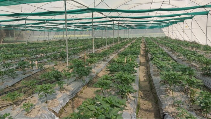 Farmers are earning good profits from capsicum cultivation
