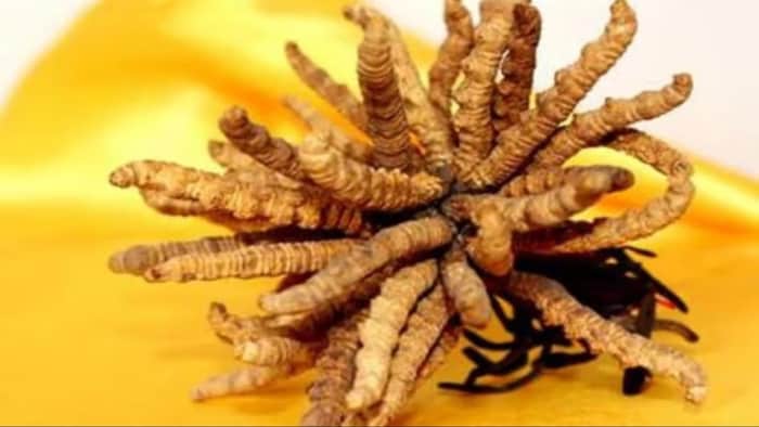 कीड़ा जड़ी की खेती. (सांकेतिक फोटो)