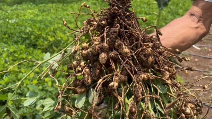 Groundnut farming