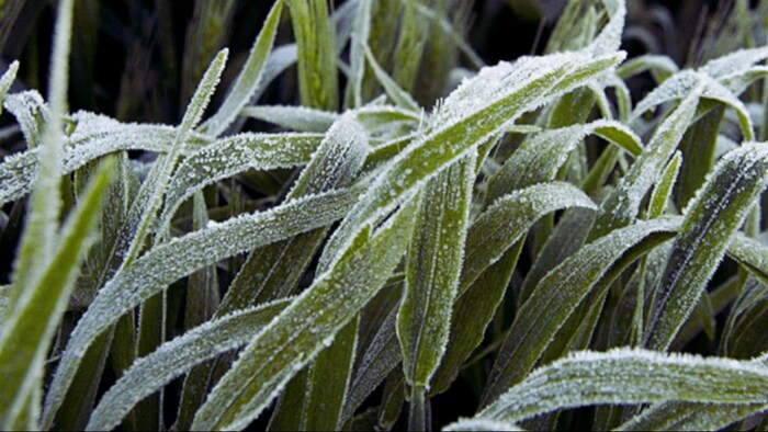 कोहरे के कारण फसलों पर बढ़ रहा पाले का खतरा