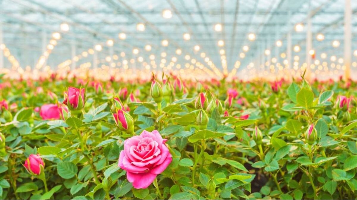 ये हैं बागवानी की 5 सबसे महत्वपूर्ण योजनाएं, किसान उठा सकते हैं सुविधाओं का लाभ