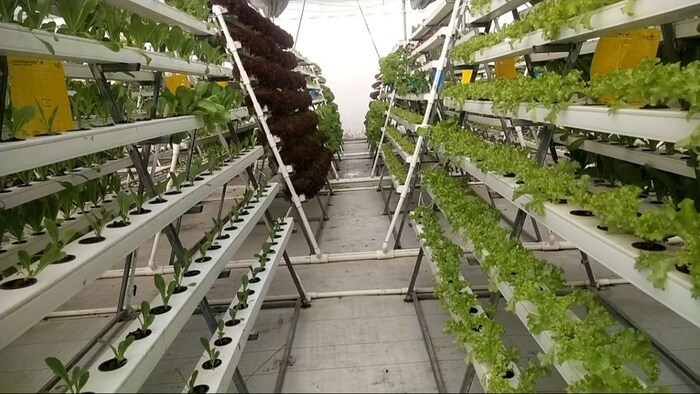 भीलवाड़ा में इजरायली तकनीक से की जा रही खेती