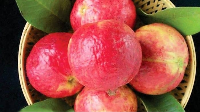 बेहतर प्रबंधन से बना सकते हैं किचन गार्डेन का हिस्सा (Photo- Kisan Tak)