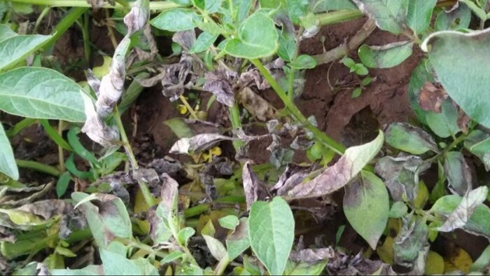 ठंड में बढ़ जाता है झुलसा रोग का खतरा