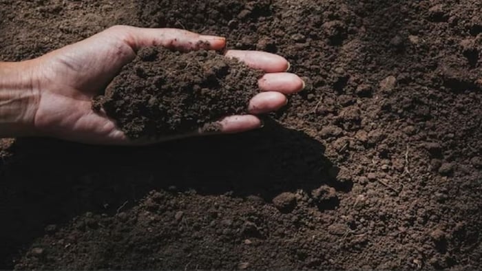 Benefits of Humic Acid for Trichoderma