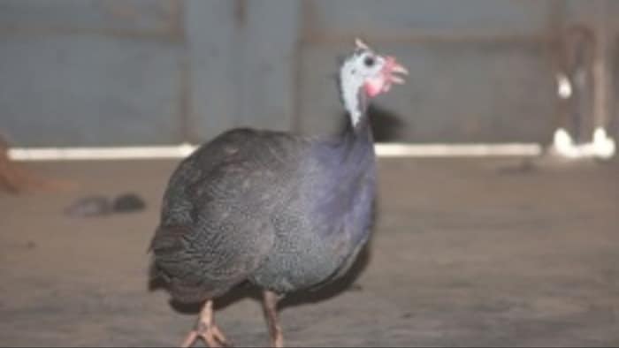 गिनी फाउल पालन