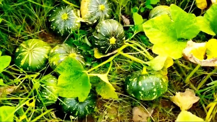 मात्र 82 रुपये में खरीदें कद्दू के बीज