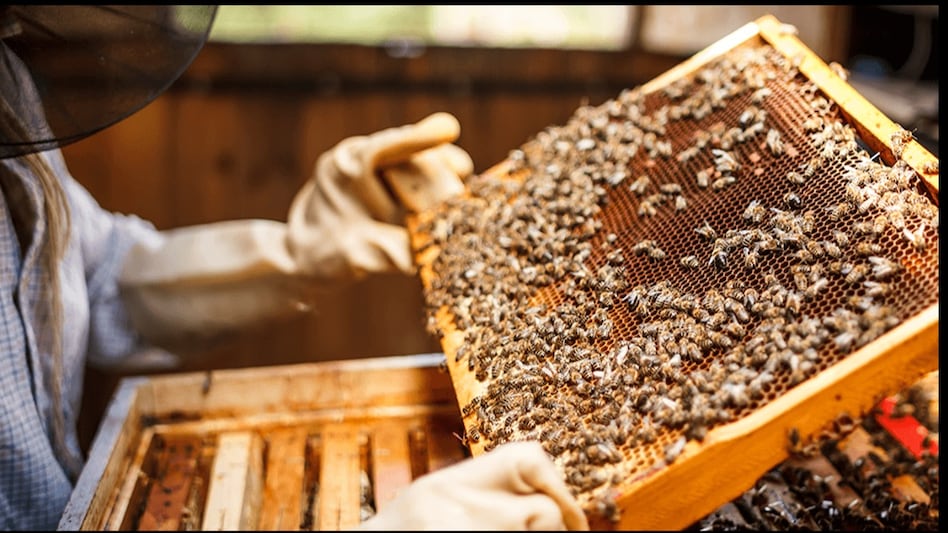 Bee venom: सोने से भी महंगा है मधुमक्खी का जहर, कीमत जानकर आप भी हो जाएंगे हैरान Bee venom: सोने से भी महंगा है मधुमक्खी का जहर, कीमत जानकर आप भी हो जाएंगे हैरान