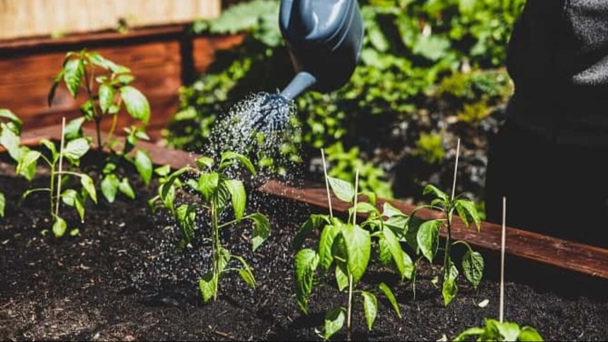 पौधों को सर्दी और पाले से बचाने के ये 5 आसान टिप्स