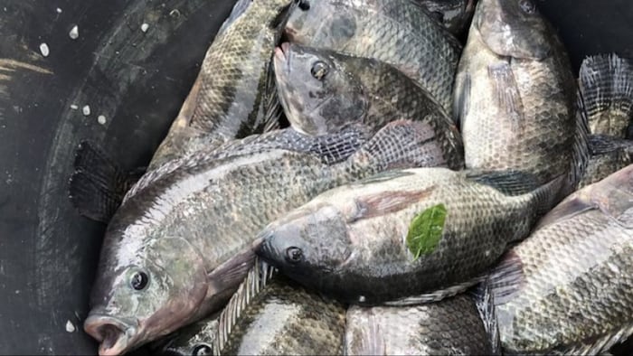 Fish can die due to lack of oxygen