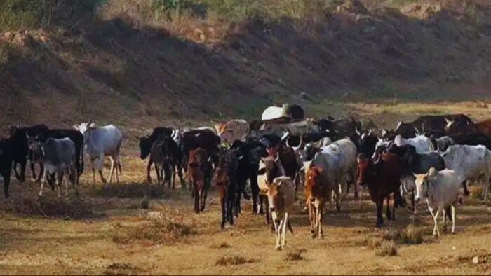 मध्य प्रदेश की बगदरा घाटी में काउ सफारी बनेगी