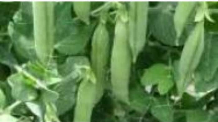 मटर की फसल