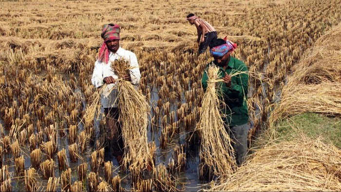 फसल बीमा योजना के फायदे क्या हैं?