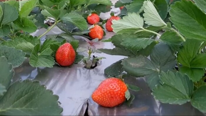 Strawberry Farming