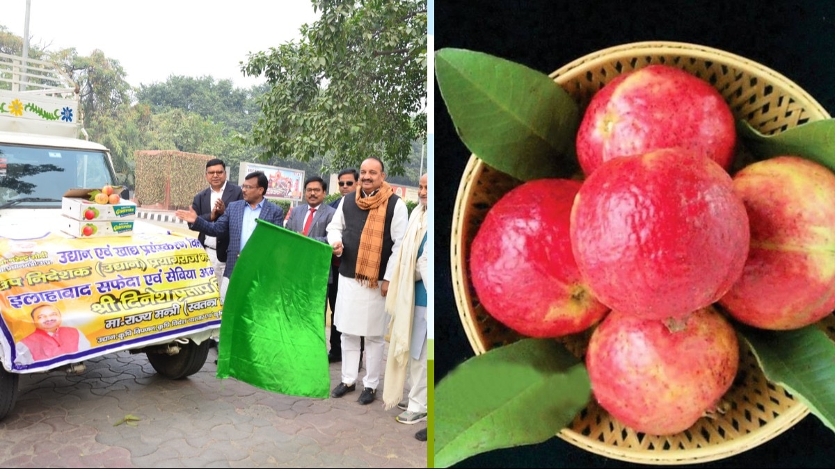 अब ओमान के लोग भी खाएंगे प्रयागराज का सेबिया और सफेदा अमरूद, लखनऊ आसपास के किसानों को होगा फायदा