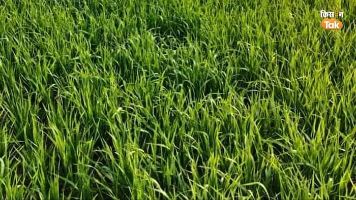 गेहूं की खेती करने वाले किसानों के लिए एडवाइजरी जारी.