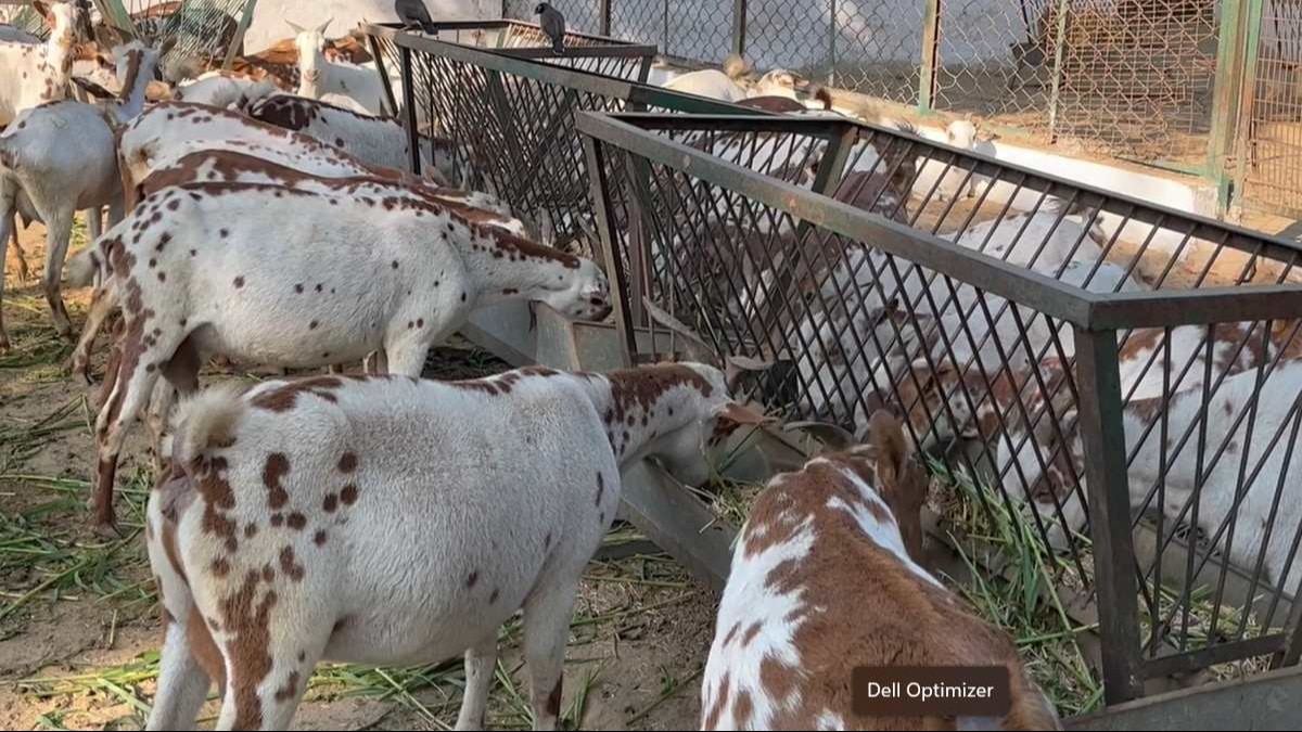 Goat Farming: बकरी की मेंगनी से हर महीने होगी 8 से 10 हजार रुपये की इनकम, जानें कैसे 