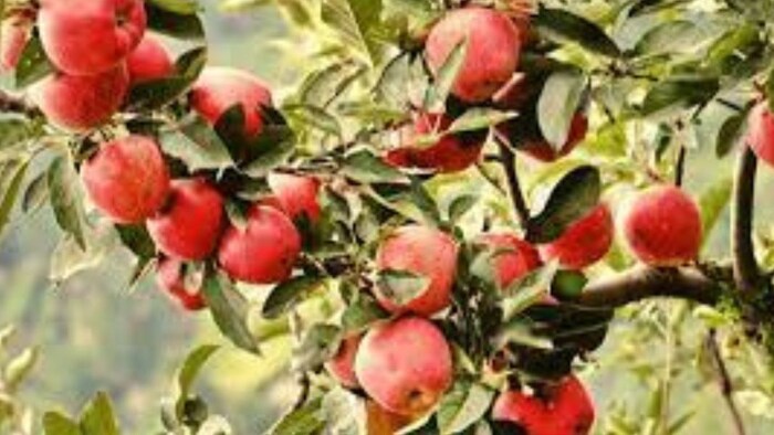हिमाचल प्रदेश में सेब की खेती और बर्फबारी. (सांकेतिक फोटो)