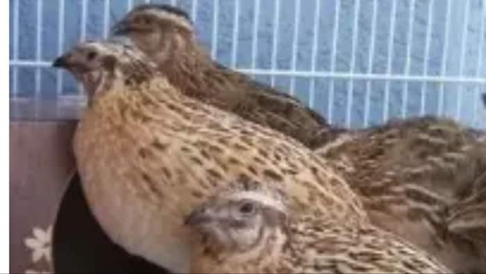 जापानी बटेर पालन