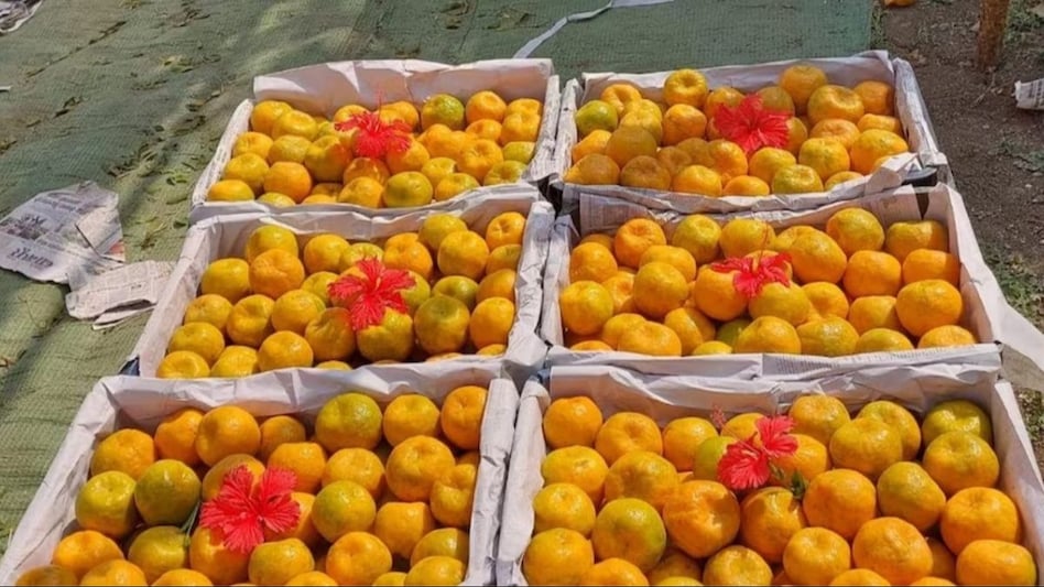 दाम नहीं मिलने से परेशान है संतरा उत्पादक किसान, अमरावती में किया आंदोलन दाम नहीं मिलने से परेशान है संतरा उत्पादक किसान, अमरावती में किया आंदोलन