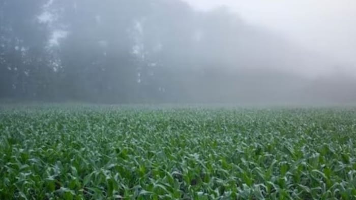 शीतलहर और कोहरे से करें फसल का बचाव. (सांकेतिक फोटो)