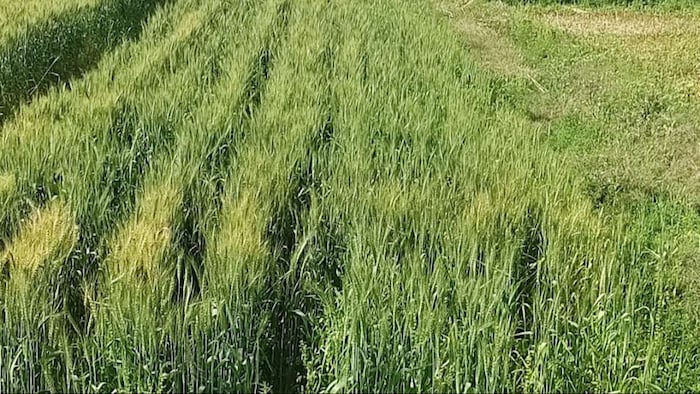 गेहूं को पाले से बचाना जरूरी है