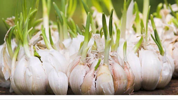 लहसुन की अच्छी उपज चाहिए तो ऐसे करें अमोनियम सल्फेट का इस्तेमाल