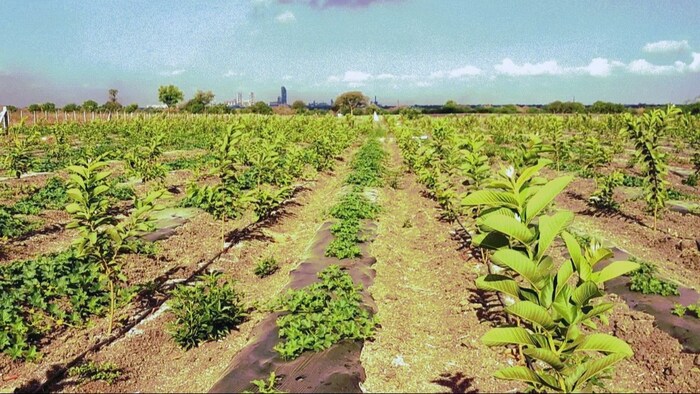 Guava Farming