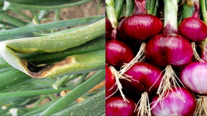 कुछ ही दिनों में प्याज की फसल को मार देती है ये बीमारी
