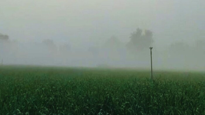 गेहूं की फसल के लिए वरदान है ठंड
