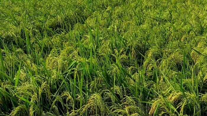 Uttarkashi district got award for red paddy cultivation