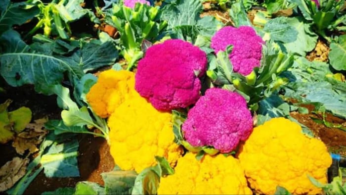 पहाड़ों में भी हो रही है रंगीन गोभी की खेती