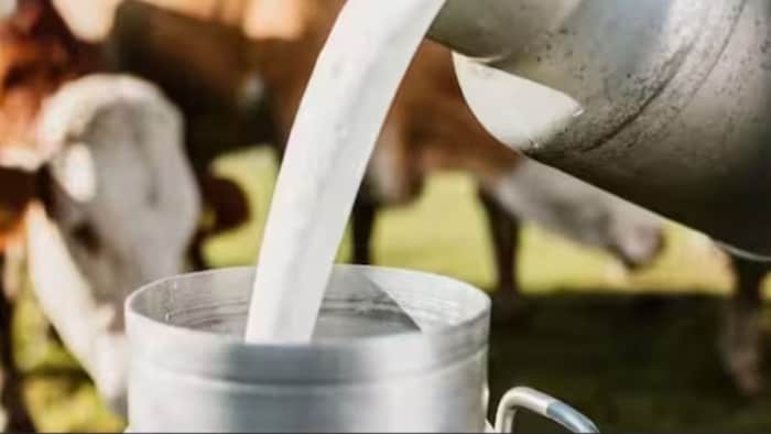 Milk Subsidy