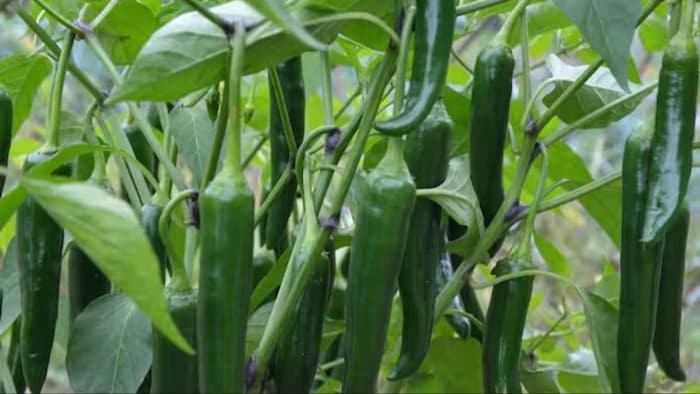 chilli Farming
