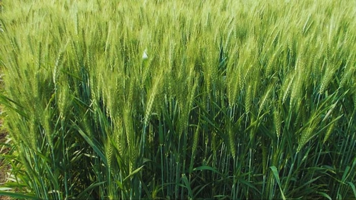 ये मावठा क्या है जिससे फसलों को प्राकृतिक नाइट्रोजन मिलता है