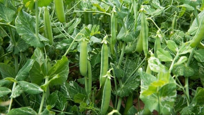 बीते साल अक्टूबर-दिसंबर में 52 परसेंट कम हुई बारिश