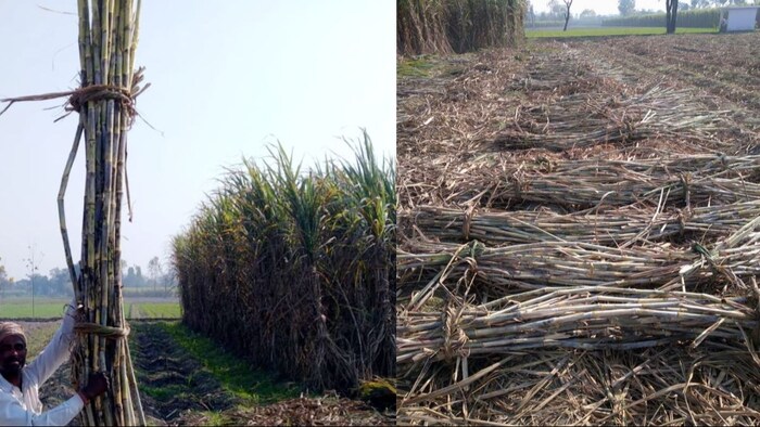 गन्ना कटाई तकनीक