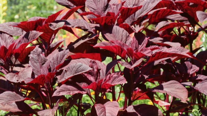 मात्र 53 रुपये में खरीदें चौलाई साग के 100 ग्राम बीज