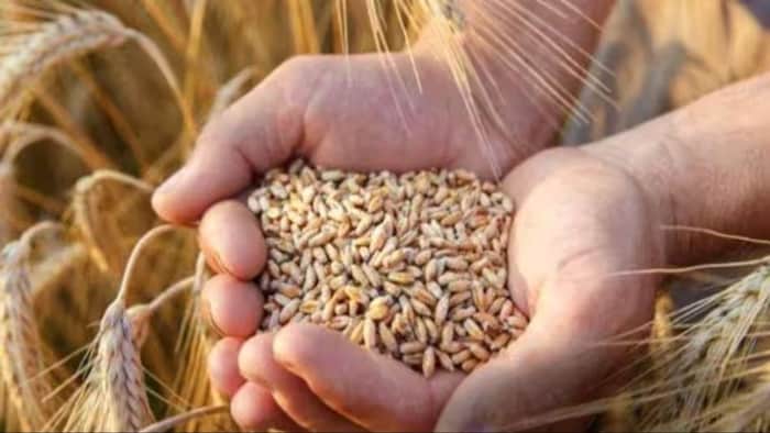 दो महीने के निचले स्तर पर गेहूं की नीलामी बिक्री