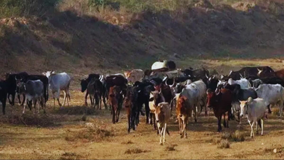 ठंड में इन बीमारियों का शिकार हो सकते हैं दुधारू पशु, बचाव के इन तरीकों से नहीं घटेगा दूध, सेहत भी ठीक रहेगी 