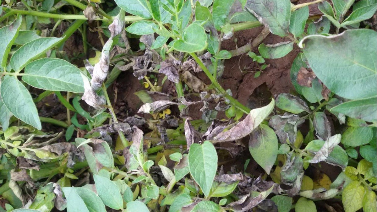 Potato crops : बेमौसम बारिश ने बढ़ाई आलू किसानों की समस्या, झुलसा रोग से बचाव के लिए अपनाये ये टिप्स - damage to wheat mustard and potato crops due to rain scorching