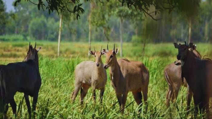 नीलगाय और आवारा पशुओं से खेत की रखवाली करेगी ये मशीन