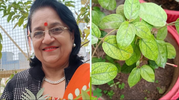 मेरठ की रहने वाली डॉ. मीनू गुप्ता दवा की जगह करती है इनका उपयोग (Photo-Kisan Tak)
