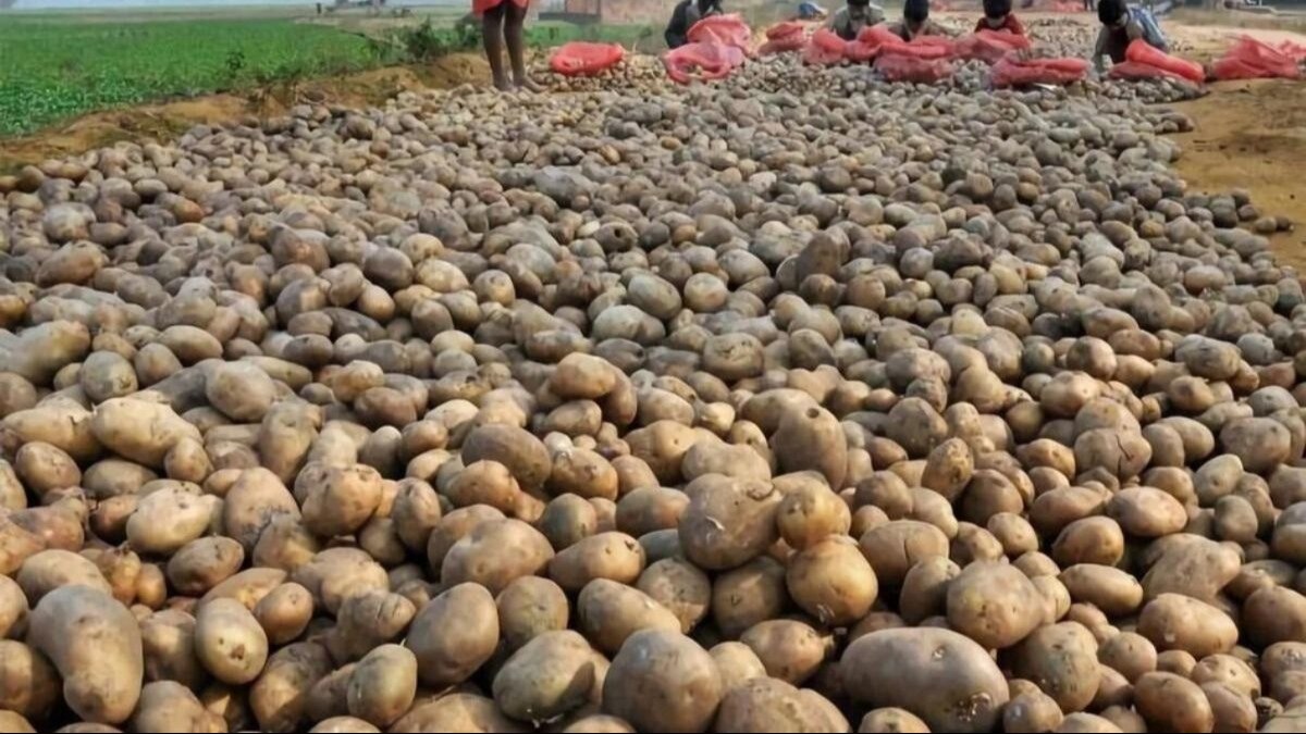 Punjab: लेट ब्लाइट रोग से 12000 हेक्टेयर में आलू की फसल चौपट, मंडी में 4 रुपये किलो हुआ रेट, किसानों को नुकसान