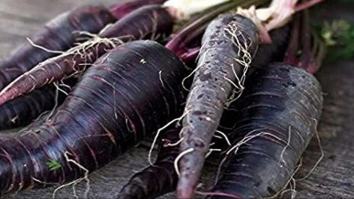 काली गाजर में आयरन, तांबा, पोटेशियम, फास्फोरस, जस्ता भरपूर मात्रा में होता हैं.