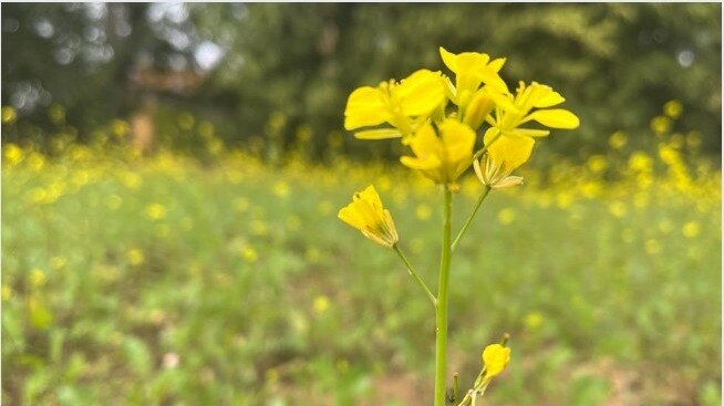 झारखंड की फसलों के लिए कृषि एडवाइजरी जारी, पढ़ें एक्सपर्ट की सलाह